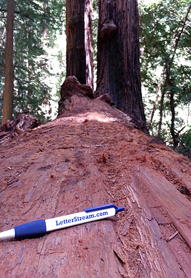 LetterStream Pen at the Redwood Forest